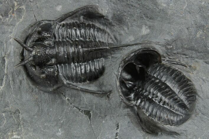 Two Devil Horned Cyphaspis Trilobites - Mrakib, Morocco #350496